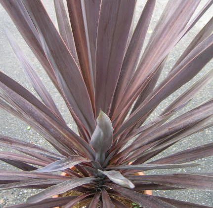 Purple Dracaena