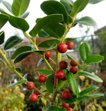 Chinese Holly Tree
