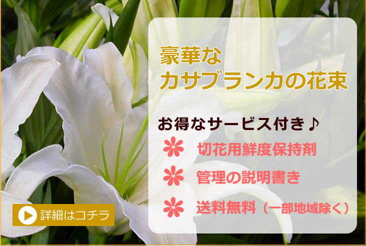 楽天市場 花 ギフト 送料無料 タイムセール豪華なカサブランカの花束 百合 タイムセール いつもアンのお花屋さん