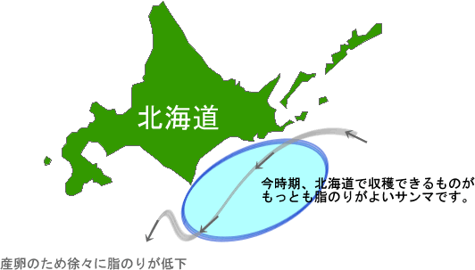 トロトロ生さんま 今が旬 秋の味覚 北海道函館朝市 函館カネニ 活き活き便