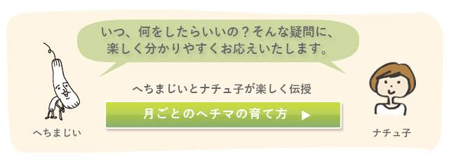 涼しく 美味しく 快適に ヘチマで壁面緑化運動 ネオナチュラル