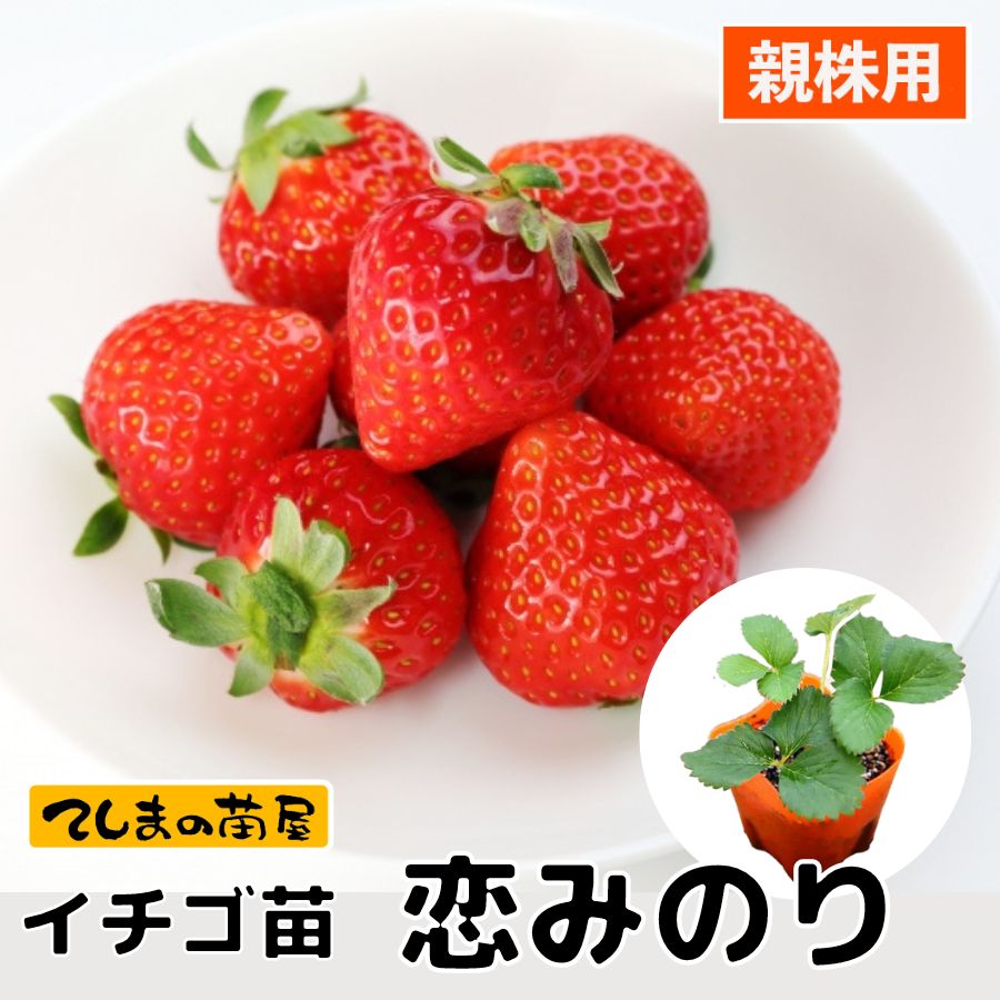 楽天市場】【てしまの苗】 実付きイチゴ大株苗 ※鉢付き(白と黒がありますが選択不可） 【選べる種類】よつぼし 恋みのり さちのか 紅ほっぺ 夏のしずく  とちおとめ 【送料無料】※北海道・沖縄は送料プラス600円 ※他苗とは同梱不可 いちご イチゴ : てしまの苗屋 楽天市場店